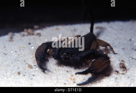 Flache Felsen Skorpions Hadogenes Troglodytes, Domherrn Afrika Stockfoto