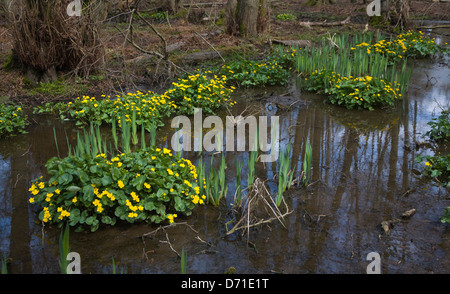 Caltha Palustris, Sumpfdotterblumen oder Marsh Marigold, gelben Blüten mit Flag Iris grüne Blätter, Hollesley, Suffolk, England Stockfoto