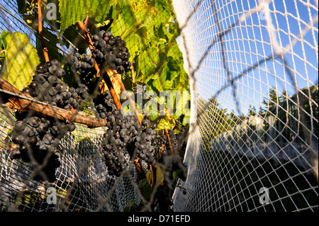 Saldiert Reife Pinot Noir Trauben, ca. eine Woche vor der Ernte, am frühen Abend Sonne. Martinborough Region Neuseeland Stockfoto