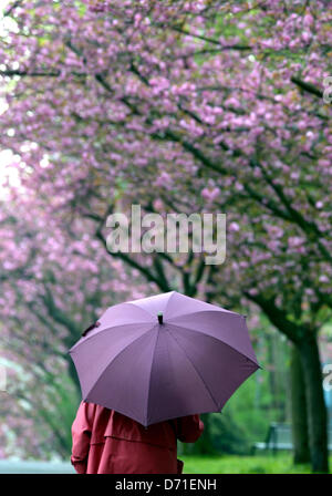 Eine Frau geht vorbei an blühenden Kirschbäumen mit einem Regenschirm in Köln, 26. April 2013. Spriing Wetter folgt Regen und kühleren Temperaturen laut Wettervorhersagen. Foto: Federico Gambarini Stockfoto