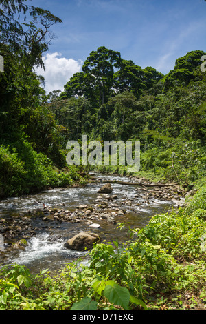 Arenal Wald, Arenal Vulkan-Nationalpark, Costa Rica Stockfoto