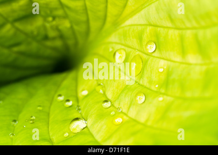 Leichte grüne Hosta-Blatt mit Regentropfen im Sommer Stockfoto