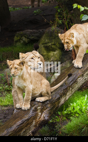 Asiatische Löwen oder Panthera Leo Persica - weibliche Löwen mit zwei jungen Erwachsenen an einem regnerischen Tag Stockfoto