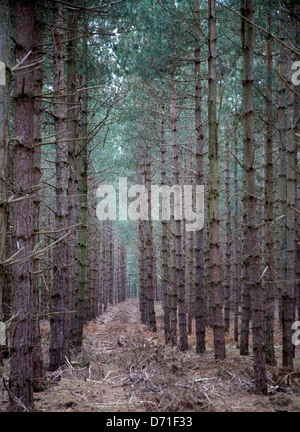 Reihen von Nadelbaum Bäume stehen in Linie, Rendlesham Forest, Suffolk, England Stockfoto