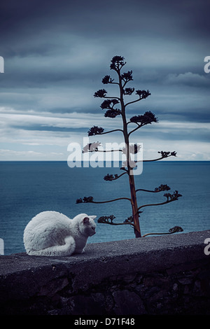 eine weiße Katze an einer Wand am Meer Stockfoto