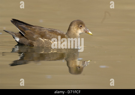 Teichhühner - gemeinsame Gallinule (Gallinula Chloropus - Fulica Chloropus) unreif auf der Suche nach Nahrung in einem Sumpf im Herbst Stockfoto