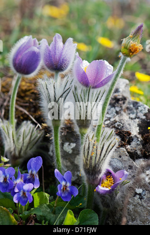 Pulsatilla Slavica und Viola Odorata auf der Frühlingswiese. Stockfoto