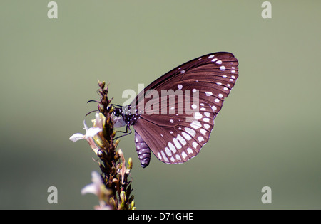 gemeinsame indische Krähe, Schmetterling, Euploea Core, Madhya Pradesh, Indien Stockfoto
