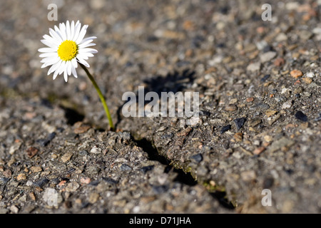 Daisy wächst durch eine Asphalt-Abdeckung Stockfoto