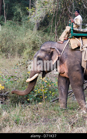 Asiatischer Elefant Elephas Maximus, Mahout, arbeiten, Madhya Pradesh, Indien Stockfoto