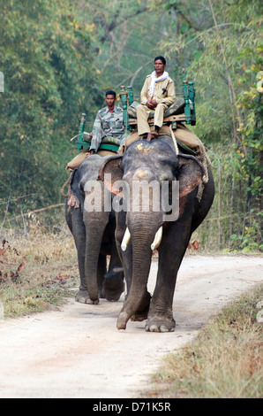 Asiatische Elefanten, Elephas Maximus, Mahout, arbeiten, Kanha Tiger Reserve, Madhya Pradesh, Indien Stockfoto