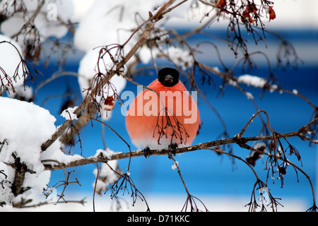 Stolz Gimpel sitzt auf einem Ast einer Guelder-Rose im winter Stockfoto