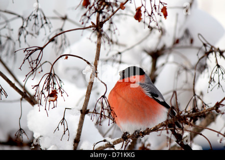 Stolz Gimpel sitzt auf einem Ast einer Guelder-Rose im winter Stockfoto