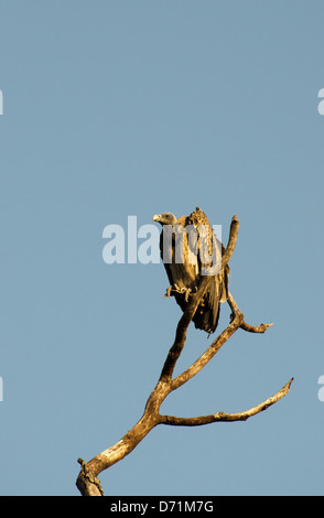 indischer Geier, abgeschottet Indicus, sitzt im Baum, Madhya Pradesh, Indien Stockfoto