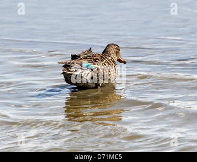 Reifen Sie weiblichen eurasischen oder Krickente (Anas Vogelarten) schwimmen und Nahrungssuche in den Küstengewässern Stockfoto