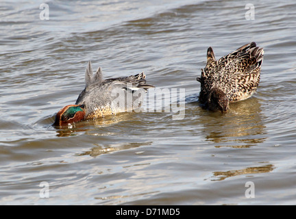 Paar Reifen männlichen und weiblichen gemeinsame Krickenten (Anas Vogelarten) schwimmen und Nahrungssuche in den Küstengewässern Stockfoto