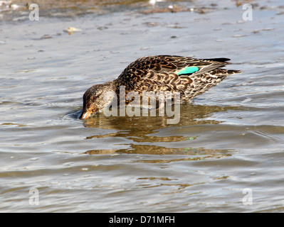 Weibliche eurasischen oder Krickente (Anas Vogelarten) Fütterung in der Nähe der Küste. Stockfoto