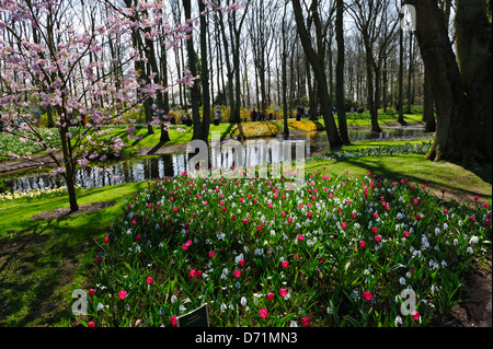 Der Blumengarten "Keukenhof" im Frühjahr. Lisse, Niederlande. Stockfoto