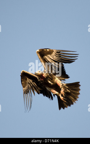 Rothaarige Geier, Sarcogyps Calvus, fliegen, Madhya Pradesh, Indien Stockfoto