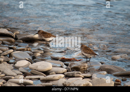 Dunlin am felsigen Ufer Stockfoto