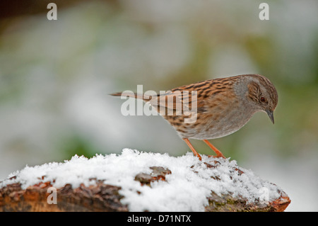 Heckenbraunelle auf verschneiten Protokoll-Stapel Stockfoto