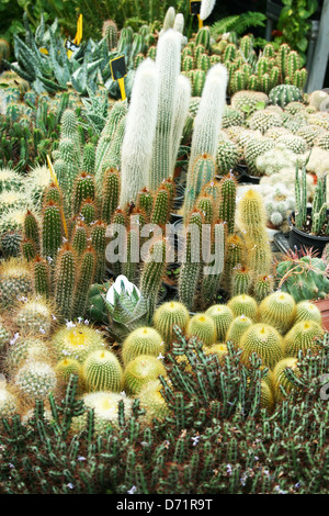 Plantage-Haus mit verschiedenen Kaktus in Zypern. Stockfoto