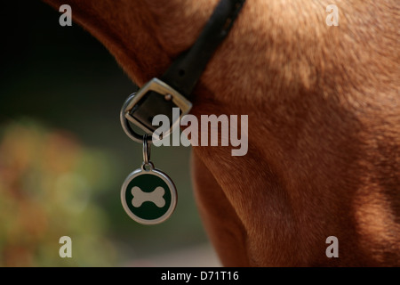 Nahaufnahme von Knochen geformt Motiv Hundehalsband Stockfoto