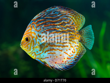 Aquarium: tropische Zierfische, Diskus (Symphysodon spp.) auf natürlichen grünen Hintergrund Stockfoto