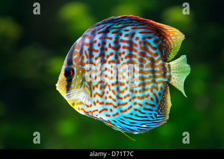 Aquarium: tropische Zierfische, Diskus (Symphysodon spp.) auf natürlichen grünen Hintergrund Stockfoto
