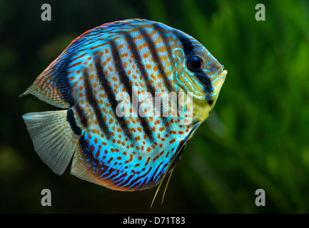 Aquarium: tropische Zierfische, Diskus (Symphysodon spp.) auf natürlichen grünen Hintergrund Stockfoto