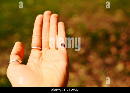 Rote Marienkäfer sitzt auf einer menschlichen Hand mit dem Park im Hintergrund. Stockfoto