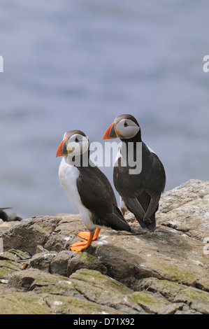 Zwei Papageientaucher auf einem Felsen über dem Meer Stockfoto