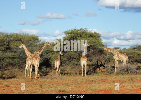 Giraffen (Giraffa Plancius) Fütterung auf einer Akazie, Südafrika Stockfoto