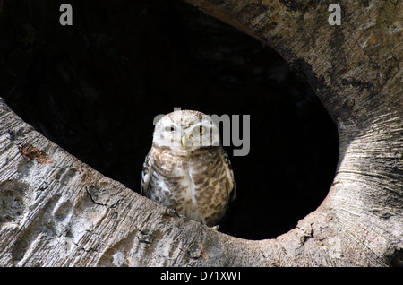 Gefleckte Owlet, Athene Brama, Madhya Pradesh, Indien Stockfoto