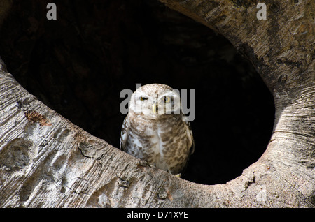 Gefleckte Owlet, Athene Brama, Madhya Pradesh, Indien Stockfoto