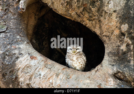 Gefleckte Owlet, Athene Brama, Madhya Pradesh, Indien Stockfoto