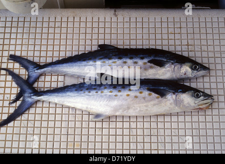 Makrele Köder verwendet für Offshore- und tiefen Meeresangeln in der Nähe von Port Aransas Texas Stockfoto