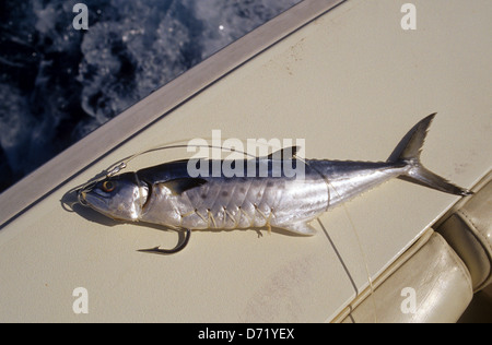 Makrele Köder verwendet für Offshore- und tiefen Meeresangeln in der Nähe von Port Aransas Texas Stockfoto