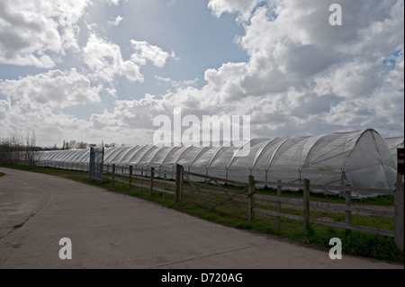 Poly-Tunnel verwendet, auf einem Bauernhof in Kent, UK Stockfoto