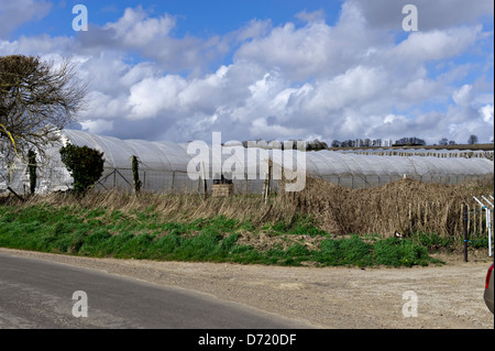 Poly-Tunnel verwendet, auf einem Bauernhof in Kent, UK Stockfoto