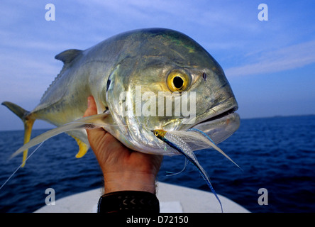 Eine Fliege Fischer mit einem Wagenheber (caranx crevalle hippos) in der Nähe von Key West Florida Keys gefangen Stockfoto