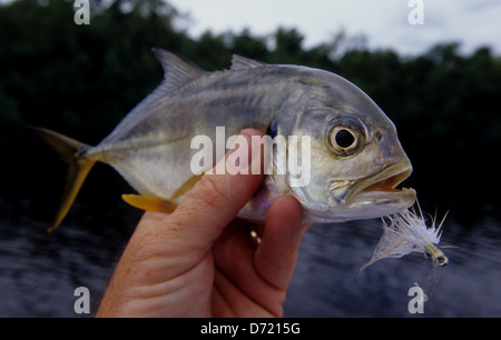 Eine Fliege Fischer mit einem Wagenheber (caranx crevalle hippos) in der Nähe von Key West Florida Keys gefangen Stockfoto