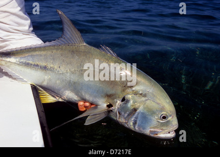 Eine Fliege Fischer mit einem Wagenheber (caranx crevalle hippos) in der Nähe von Key West Florida Keys gefangen Stockfoto