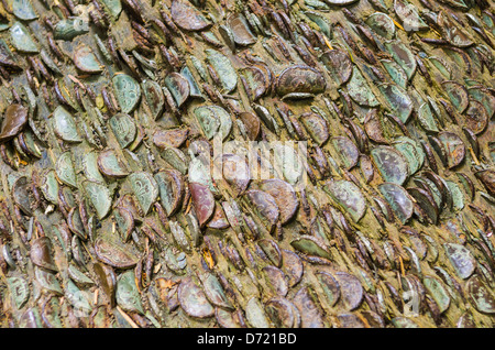 Die Geldbaum in einem Wald in der Nähe von Aira Kraft in der Seenplatte, Cumbria, England. Stockfoto