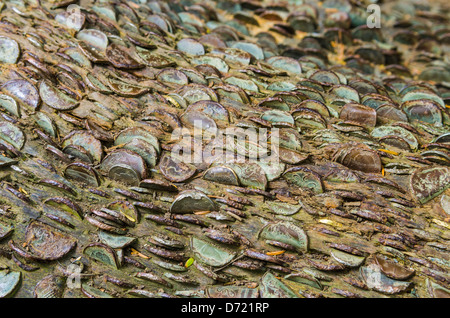 Die Geldbaum in einem Wald in der Nähe von Aira Kraft in der Seenplatte, Cumbria, England. Stockfoto