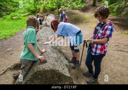 Kinder, die Inspektion der Geldbaum im Wald in der Nähe von Aira Kraft in der Seenplatte, Cumbria, England. Stockfoto