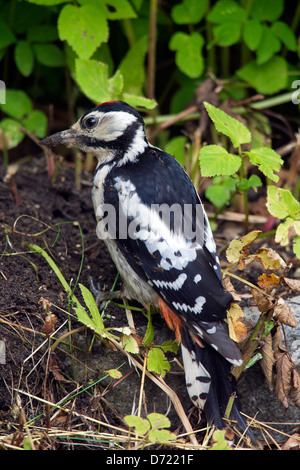 Buntspecht / größere Spotted Woodpecker (Dendrocopos großen) Juvenile abgedeckt bei Ameisen auf der Suche nach Ameise Eiern essen Stockfoto