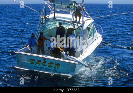 Fischer Landung einen gestreifter Marlin (Tetrapturus Audax) auf ein Sportangeln Boot in der Nähe von Cabo San Lucas Baja California Mexiko Stockfoto