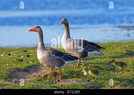 Graugänsen / Graylag Gans (Anser Anser) paar walking mit Gänsel Stockfoto