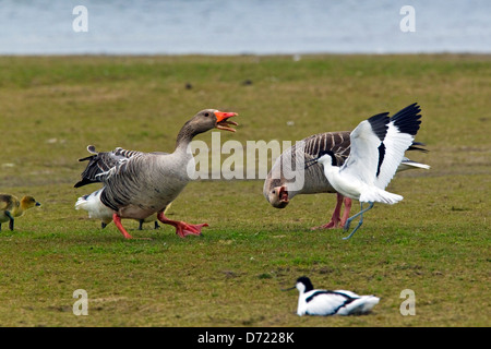 Säbelschnäbler (Recurvirostra Avosetta) jagen Weg Graugänsen pied / Graylag Gans (Anser Anser) mit Gänsel Stockfoto